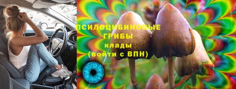 blacksprut рабочий сайт  Беломорск  Галлюциногенные грибы Cubensis 